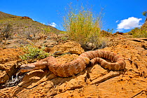 Panamint rattlesnake (Crotalus stephensi) on rock, tongue out and rattle raised. Amargosa Desert, Nye County, Nevada. May.