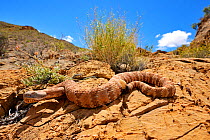 Panamint rattlesnake (Crotalus stephensi) on rock, Amargosa Desert, Nye County, Nevada. May.
