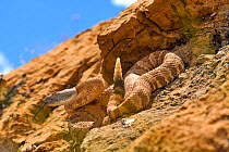 Panamint rattlesnake (Crotalus stephensi) with tongue out and rattle raised, on rock. Amargosa Desert, Nye County, Nevada. May.