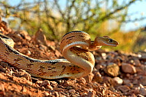 Trans-Pecos rat snake (Bogertophis subocularis), ready to strike. Texas, USA. May. Controlled conditions.