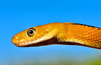 Trans-Pecos rat snake (Bogertophis subocularis), portrait. Texas, USA. May. Controlled conditions.