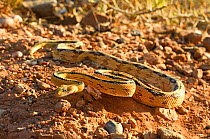 Trans-Pecos rat snake (Bogertophis subocularis). Texas, USA. May. Controlled conditions.