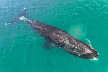 Bowhead whale (Balaena mysticetus) at surface, Sea of Okhotsk, Russia.