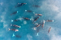 Bowhead whale (Balaena mysticetus), group socialising in shallow water, aerial view. Part of larger group of more than 50 whales congregating, Sea of Okhotsk sub-population, Russia.