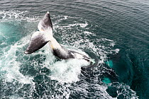 Bowhead whale (Balaena mysticetus) tail slapping,Sea of Okhotsk, Russia.