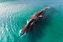Bowhead whales (Balaena mysticetus) in shallow water, Sea of Okhotsk, Russia.
