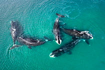 Bowhead whale (Balaena mysticetus), five whales socialising in shallow water, aerial view. Sea of Okhotsk, Russia.