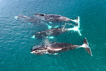 Bowhead whales (Balaena mysticetus) four swimming together. Sea of Okhotsk, Russia.