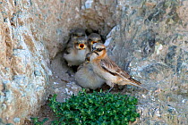 Rufous-necked snowfinch (Pyrgilauda ruficollis) adult with begging chicks at nest in rock hollow. Sanjiangyuan National Nature Reserve, Qinghai Province, Qinghai-Tibet Plateau. August.