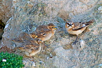 Rufous-necked snowfinch (Pyrgilauda ruficollis) adult with begging chicks. Sanjiangyuan National Nature Reserve, Qinghai Province, Qinghai-Tibet Plateau. August.