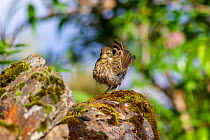 Rosy pipit (Anthus roseatus) standing on rock. Jiudingshan Nature Reserve, Mao Country, Sichuan Province, China. July.