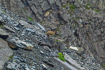 Alpine musk deer (Moschus chrysogaster) on scree slope. Jiudingshan Nature Reserve, Mao Country, Sichuan Province, China. July.