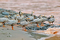 Bar headed goose (Anser indicus) flock standing at water&#39;s edge. Sanjiangyuan National Nature Reserve, Qinghai Province, Qinghai-Tibet Plateau. August.