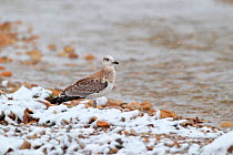 Pallas&#39;s gull (Larus ichthyaetus) in snow at water&#39;s edge. Sanjiangyuan National Nature Reserve, Qinghai Province, Qinghai-Tibet Plateau. August.