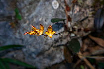 Orchid (Bulbophyllum longibrachiatum). Nonggang Natural Reserve, Guanxi Province, China.