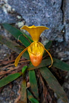Ellen&#39;s paphiopedilum orchid (Paphiopedilum helenae). Nonggang Natural Reserve, Guanxi Province, China.