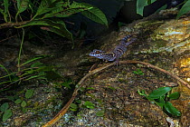 Chinese cave gecko (Goniurosaurus luii) on rock. Nonggang Natural Reserve, Guanxi Province, China.
