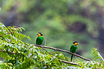 Long-tailed broadbill (Psarisomus dalhousiae), two perched on branch, looking in opposite directions. Nonggang Natural Reserve, Guanxi Province, China.