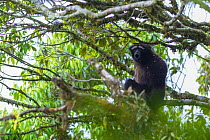 Hoolock gibbon (Hoolock tianxing) vocalising whilst sitting in tree. Gaoligong Mountain National Nature Reserve, Yunnan Province, China.