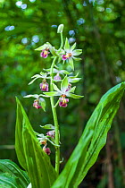Orchid (Calanthe tricarinata). Gaoligong Mountain National Nature Reserve, Yunnan Province, China. May.