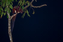 Flying squirrel (Petaurista yunnanensis) in tree at night. Gaoligong Mountain National Nature Reserve, Yunnan Province. May.