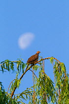 Spotted dove (Spilopelia chinensis) roosting in tree, half moon in sky. Mount Luoji Nature Reserve, Sichuan Province, China. May.