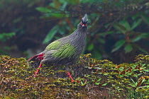 Blood pheasant (Ithaginis cruentus). Mount Luoji Nature Reserve, Sichuan Province, China. May.
