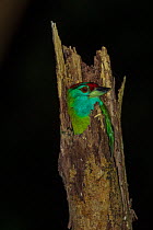 Blue-throated barbet (Megalaima asiatica) roosting in tree stump at night. Simao, Pu&#39;er Prefecture, Yunnan Province, China.