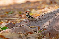 Forest wagtail (Dendronanthus indicus) on sand. Simao, Pu&#39;er Prefecture, Yunnan Province, China
