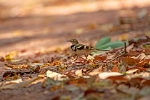 Forest wagtail (Dendronanthus indicus) amongst leaf litter. Simao, Pu&#39;er Prefecture, Yunnan Province, China