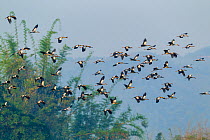 Asian openbill stork (Anastomus oscitans) flock in flight, individuals carrying food or nesting material in beaks. Simao, Pu&#39;er Prefecture, Yunnan Province, China.