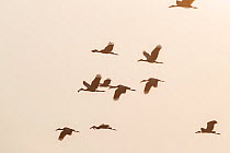 Asian openbill stork (Anastomus oscitans) flock in flight, silhouetted in morning light. Individuals carrying food or nesting material in beaks. Simao, Pu&#39;er Prefecture, Yunnan Province, China.