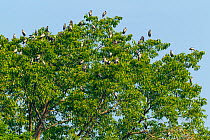 Asian openbill stork (Anastomus oscitans) roosting in tree. Simao, Pu&#39;er Prefecture, Yunnan Province, China.