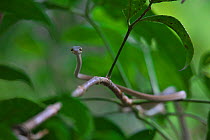 Asian vine snake (Ahaetulla prasina) in tree. Gaoligong Mountain National Nature Reserve, Yunnan Province, China.