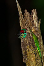 Blue-throated barbet (Megalaima asiatica) roosting in tree stump at night. Simao, Pu&#39;er Prefecture, Yunnan Province, China.