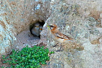Rufous-necked snowfinch (Pyrgilauda ruficollis) with insects in beak, feeding chicks at nest in rock hollow. Sanjiangyuan National Nature Reserve, Qinghai Province, Qinghai-Tibet Plateau, China. Augus...