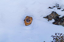 Siberian weasel (Mustela sibirica), head poking out of burrow in snow. Jiudingshan Nature Reserve, Mao Country, Sichuan Province, China. November.