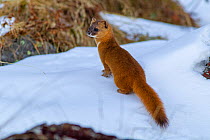 Siberian weasel (Mustela sibirica) standing in snow. Jiudingshan Nature Reserve, Mao Country, Sichuan Province, China. November.
