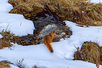 Siberian weasel (Mustela sibirica) sitting in snow. Jiudingshan Nature Reserve, Mao Country, Sichuan Province, China. November.