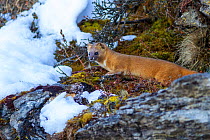 Siberian weasel (Mustela sibirica) in snow. Jiudingshan Nature Reserve, Mao Country, Sichuan Province, China. November.
