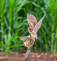Burrowing owl (Athene cunicularia), two fledglings aged 6 weeks practicing predatory skills, Marana, Arizona, USA. June.