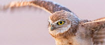 Burrowing owl (Athene cunicularia) chick aged one month practicing predatory skills, portrait. Marana, Arizona, USA. June.