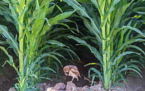 Burrowing owl (Athene cunicularia) chick aged 7 weeks standing between Corn (Zea mays) stalks in arable field. Marana, Arizona, USA. June.