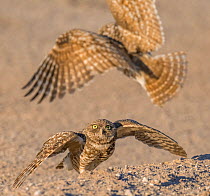 Burrowing owl (Athene cunicularia) pair, male landing with insect prey to pass to female, female will distribute prey to brood. In evening light. Marana, Arizona, USA. May.