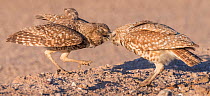 Burrowing owl (Athene cunicularia) pair, male passing insect prey to female, female will distribute prey to brood. In evening light. Marana, Arizona, USA. May.