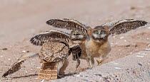 Burrowing owl (Athene cunicularia) chicks aged 3 weeks testing wings. Marana, Arizona, USA. May.