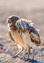 Burrowing owl (Athene cunicularia), two chicks aged 6 weeks standing together, one rotating head at 90 degree, in evening light, Marana, Arizona, USA. May.