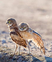 Burrowing owl (Athene cunicularia) chicks, two aged 6 weeks standing together, one stretching wing. In evening light, Marana, Arizona, USA. May.