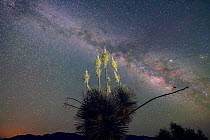 Yucca (Yucca elata) flowering below milky way in night sky. San Simon Valley, Arizona, USA. June.