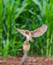 Burrowing owl (Athene cunicularia), two chicks aged one month. Owlet perched on post whilst other lands on head whilst practicing predatory skills. Edge of corn field, Marana, Arizona, USA. June.